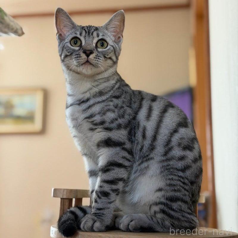 販売中の東京都のジェネッタ-136152