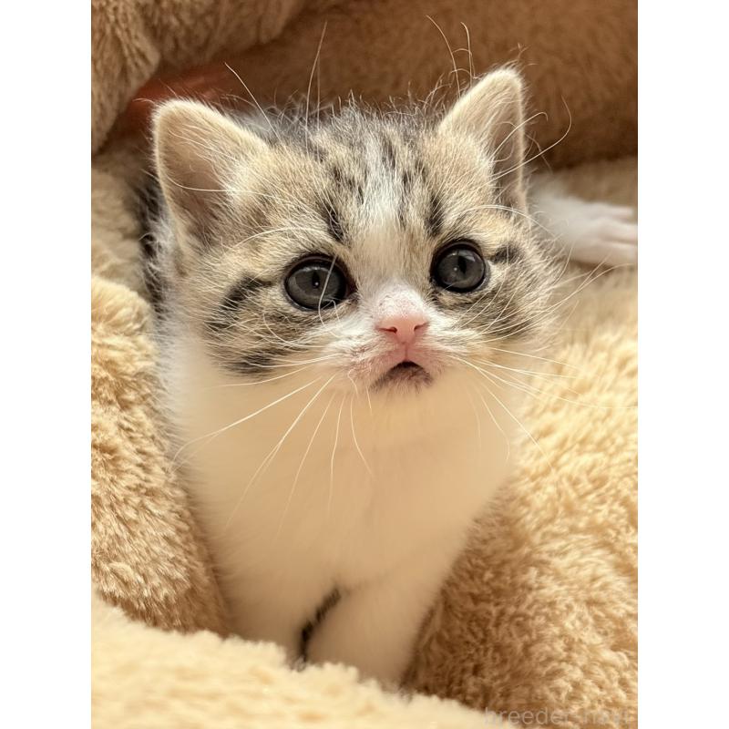 販売中の奈良県のブリティッシュショートヘア-136153の4枚目