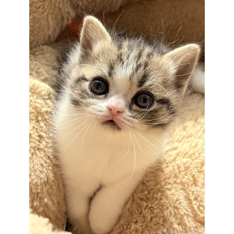 販売中の奈良県のブリティッシュショートヘア-136153の3枚目