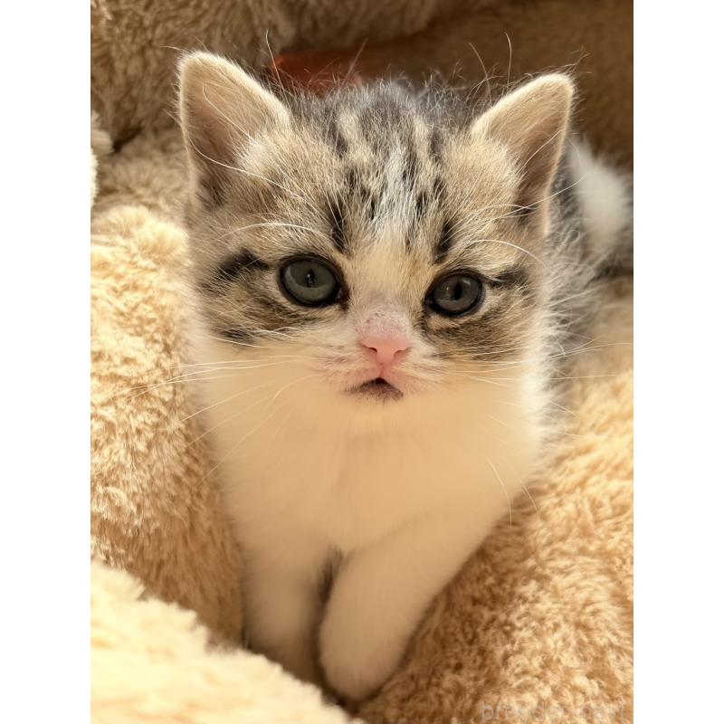 販売中の奈良県のブリティッシュショートヘア-136153の2枚目