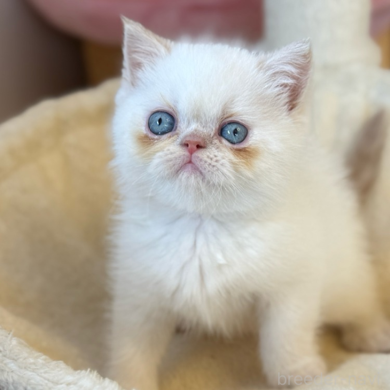 商談中の兵庫県のエキゾチックショートヘア-136154の1枚目