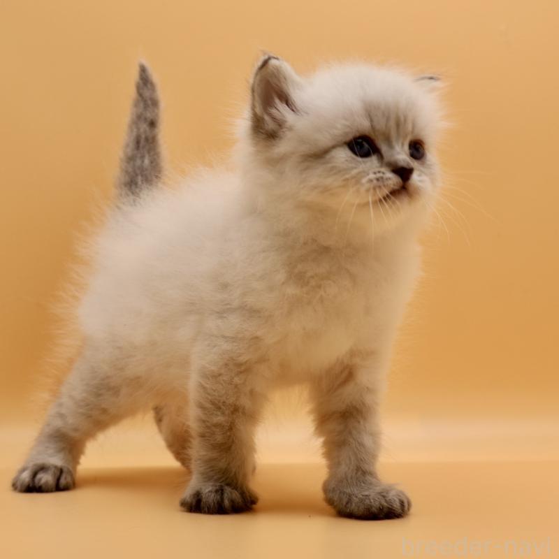 販売中の埼玉県のサイベリアン-136156の3枚目