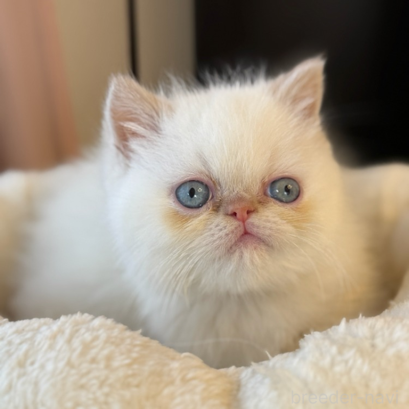 販売中の兵庫県のエキゾチックショートヘア-136157