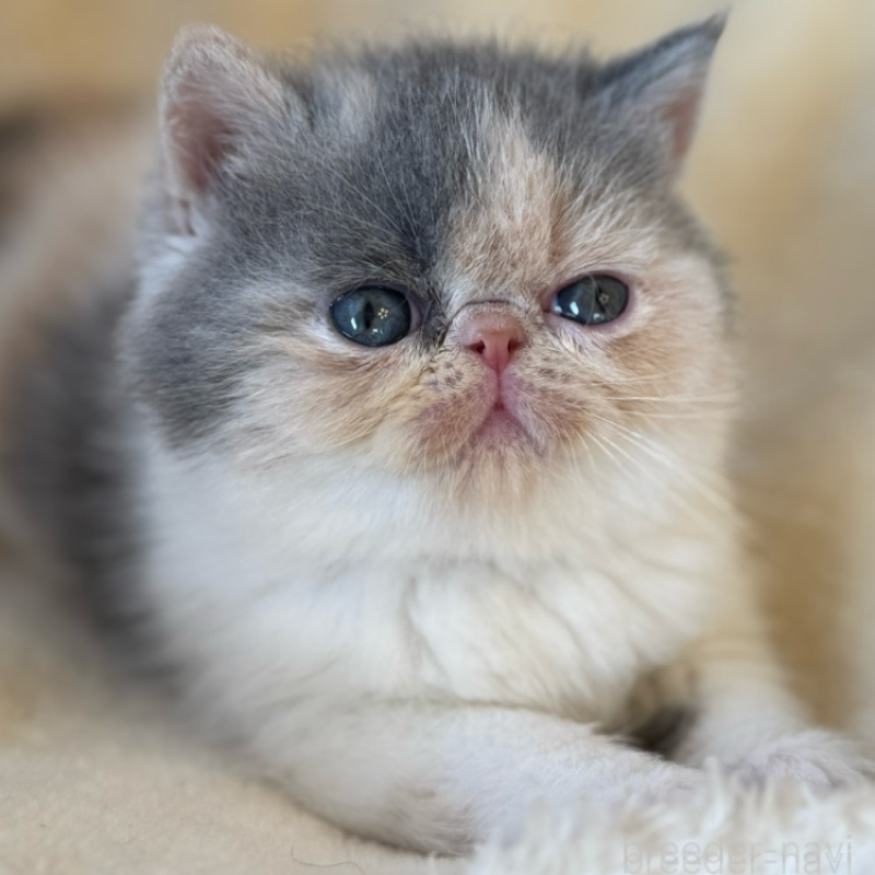 販売中の兵庫県のエキゾチックショートヘア-136160の1枚目