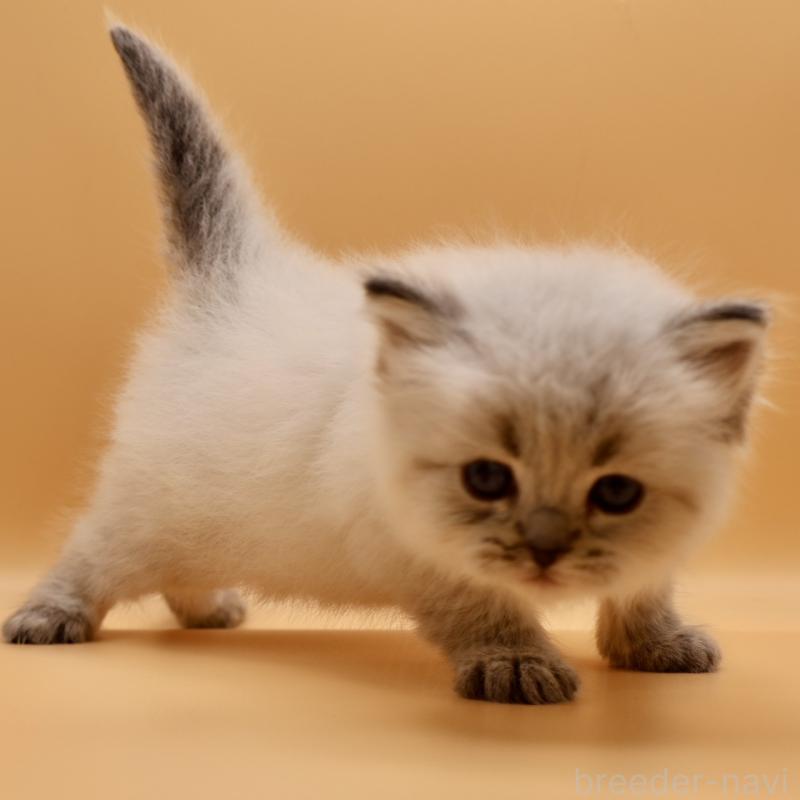 販売中の埼玉県のサイベリアン-136158の3枚目