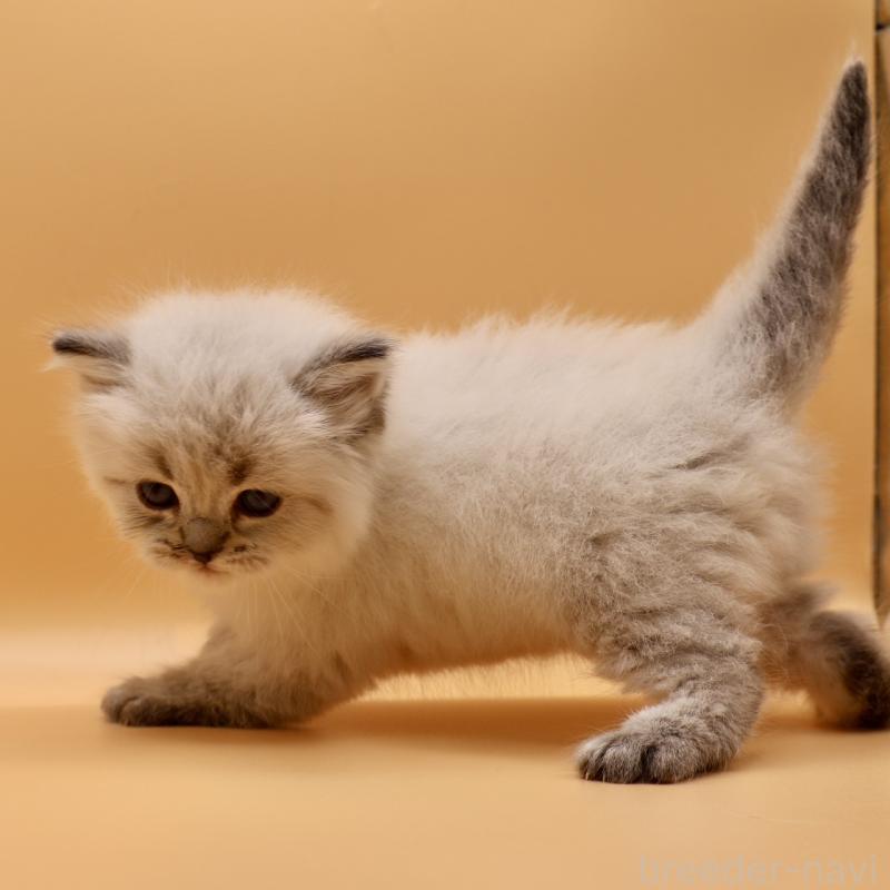 販売中の埼玉県のサイベリアン-136158の2枚目