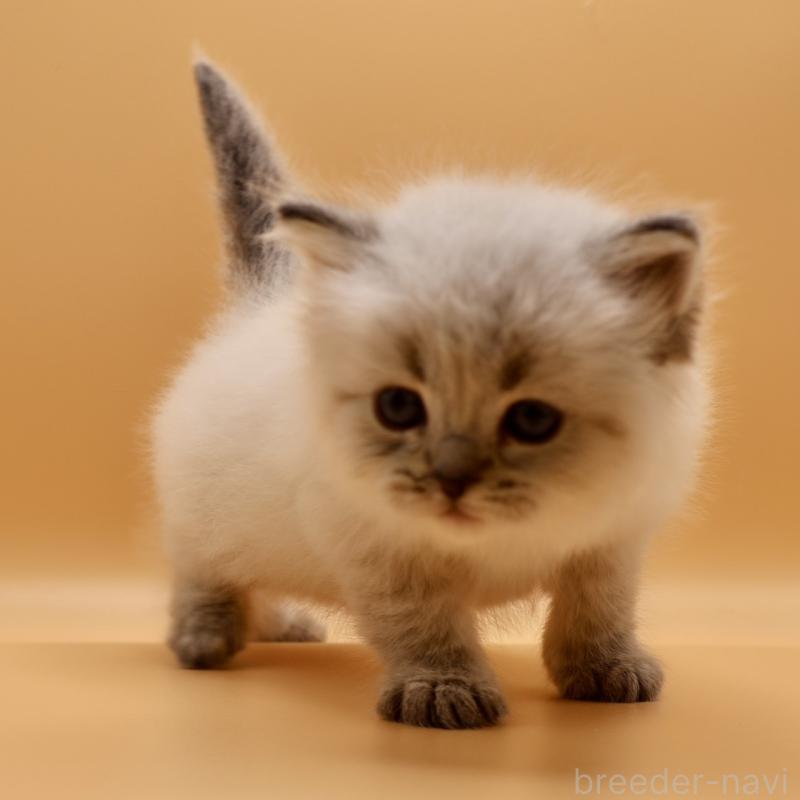 販売中の埼玉県のサイベリアン-136158の1枚目