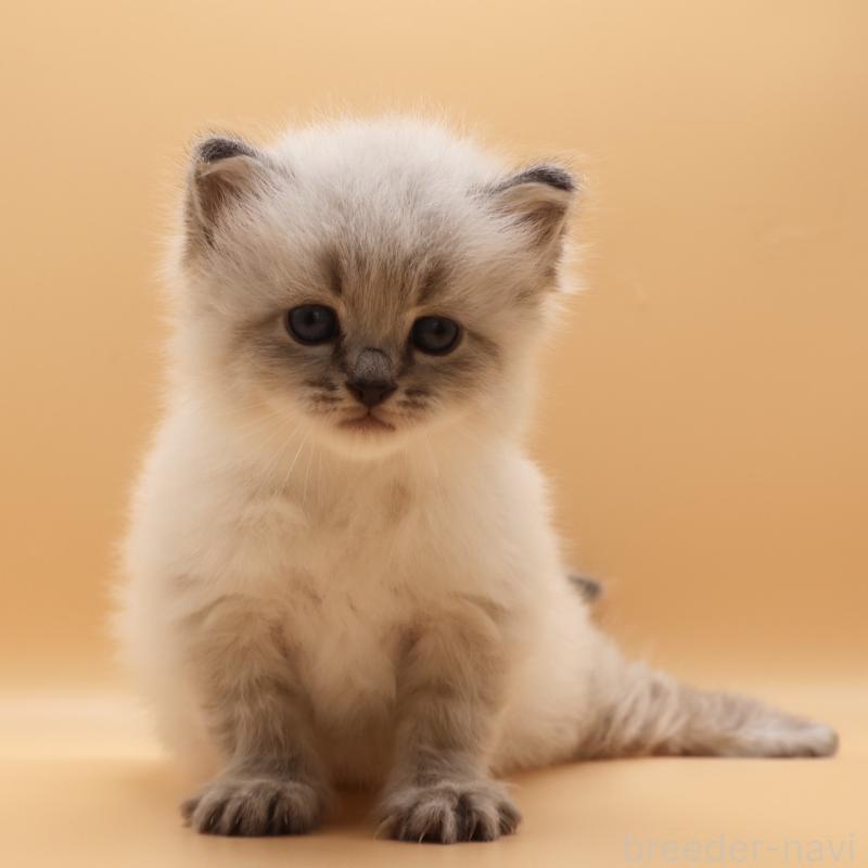 販売中の埼玉県のサイベリアン-136159の3枚目