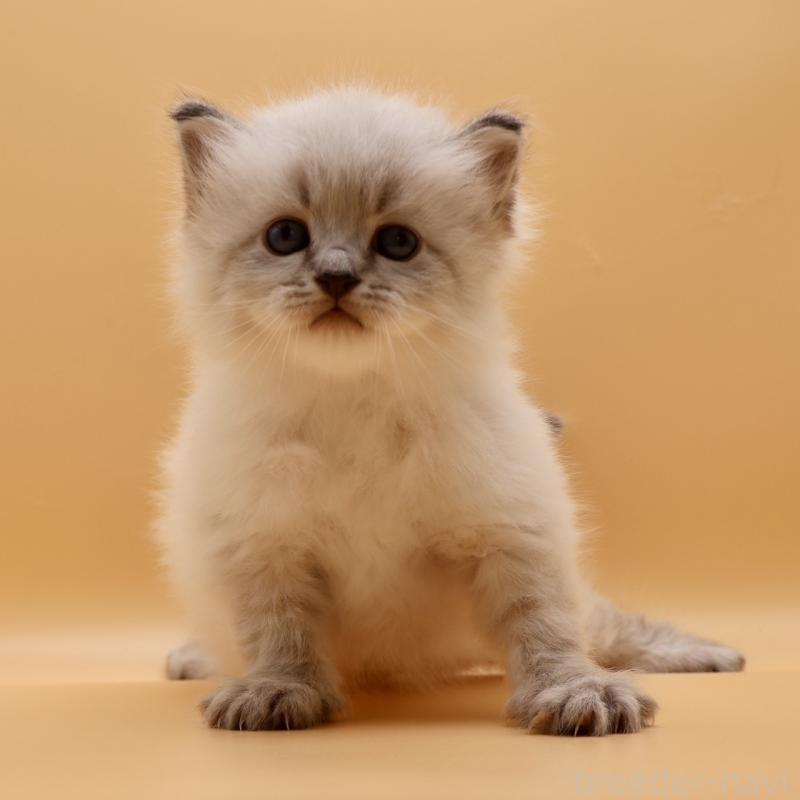 販売中の埼玉県のサイベリアン-136159の2枚目