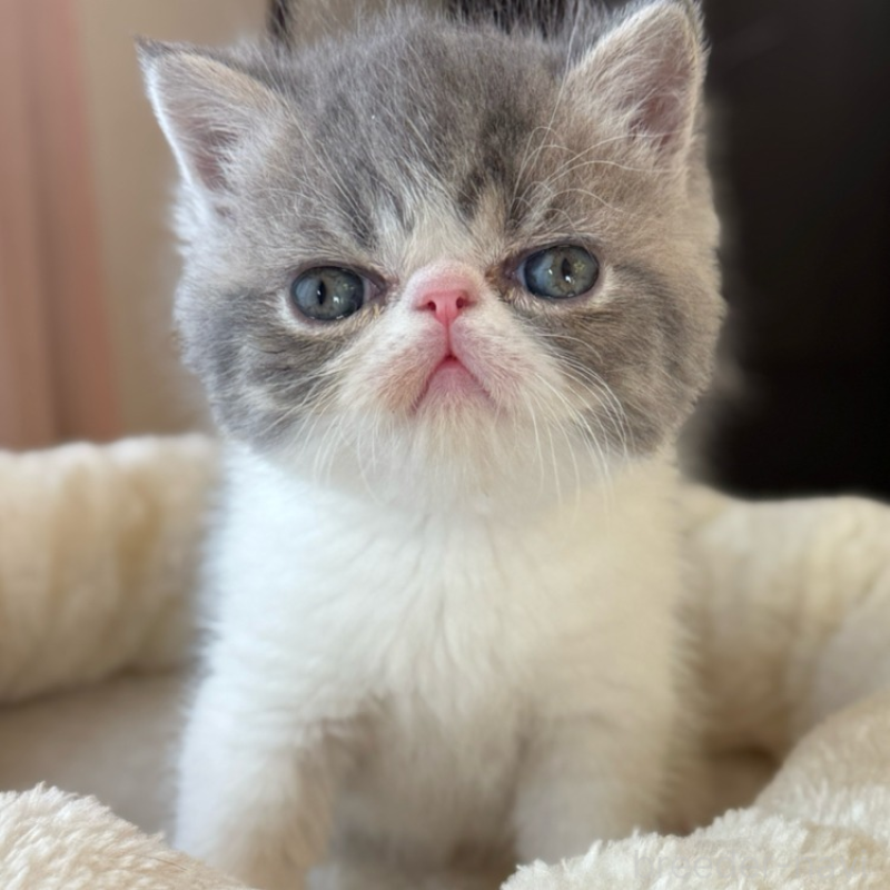 販売中の兵庫県のエキゾチックショートヘア-136161