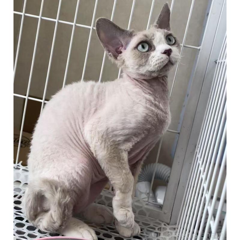 販売中の愛知県のデボンレックス-136165の15枚目