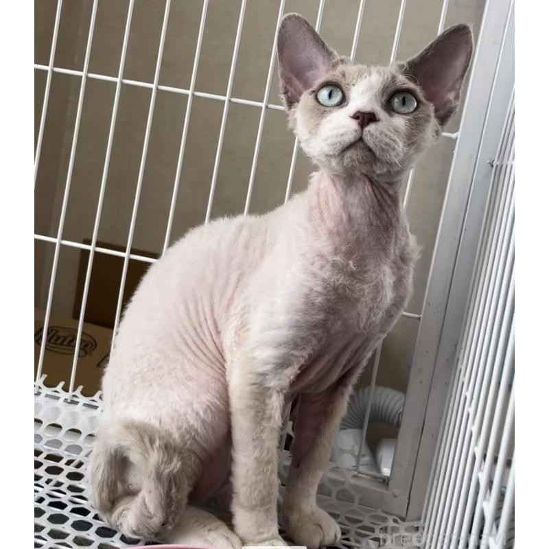 販売中の愛知県のデボンレックス-136165の14枚目