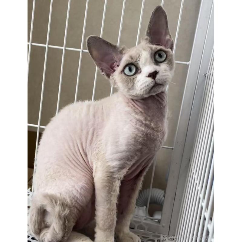 販売中の愛知県のデボンレックス-136165の13枚目