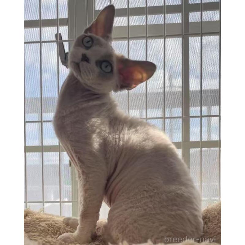 販売中の愛知県のデボンレックス-136165の11枚目