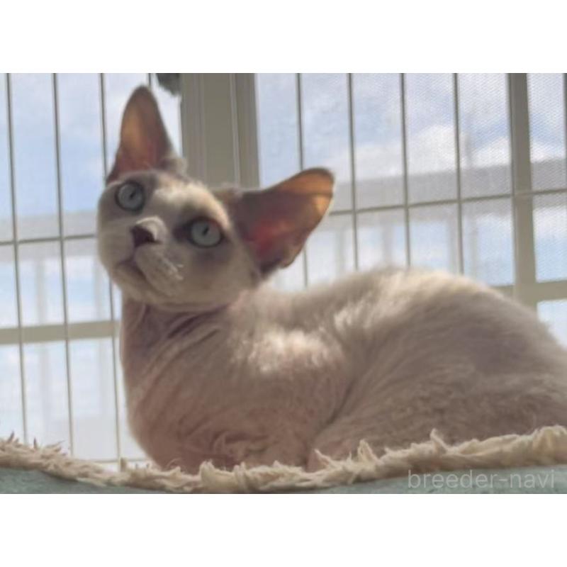 販売中の愛知県のデボンレックス-136165の10枚目