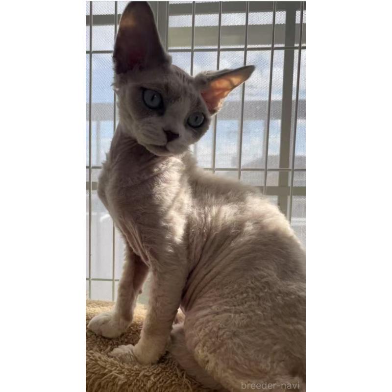 販売中の愛知県のデボンレックス-136165の9枚目