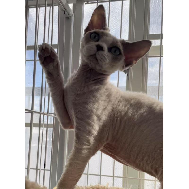 販売中の愛知県のデボンレックス-136165の8枚目