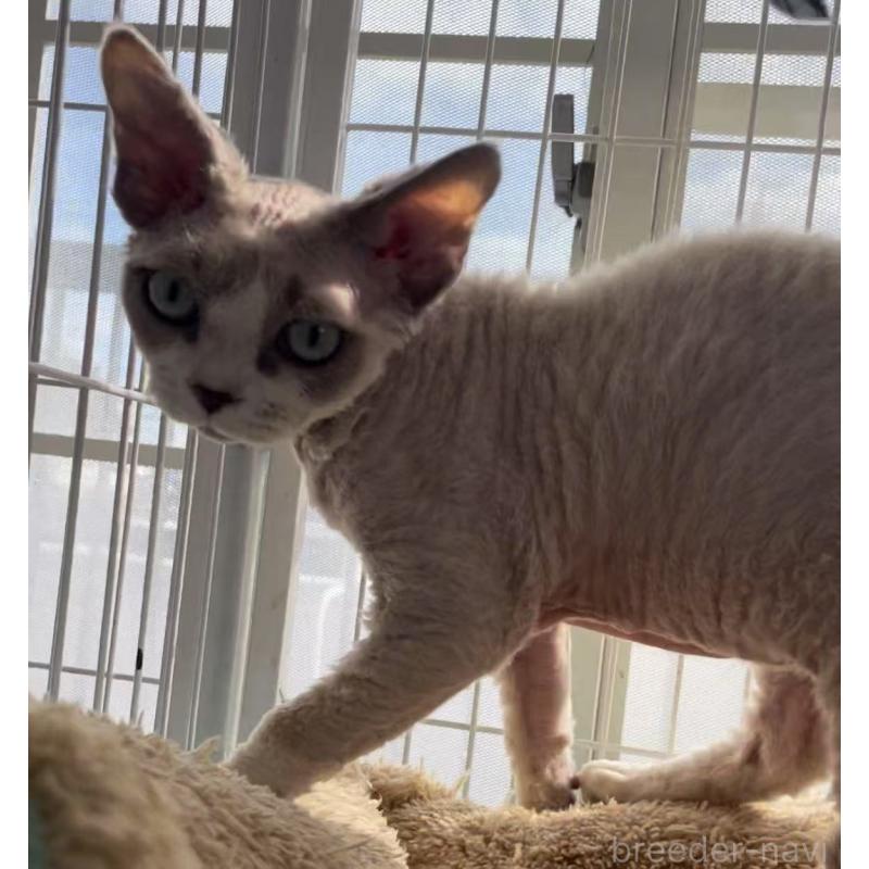 販売中の愛知県のデボンレックス-136165の7枚目