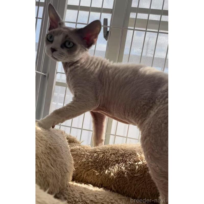 販売中の愛知県のデボンレックス-136165の6枚目