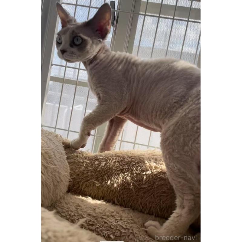 販売中の愛知県のデボンレックス-136165の4枚目