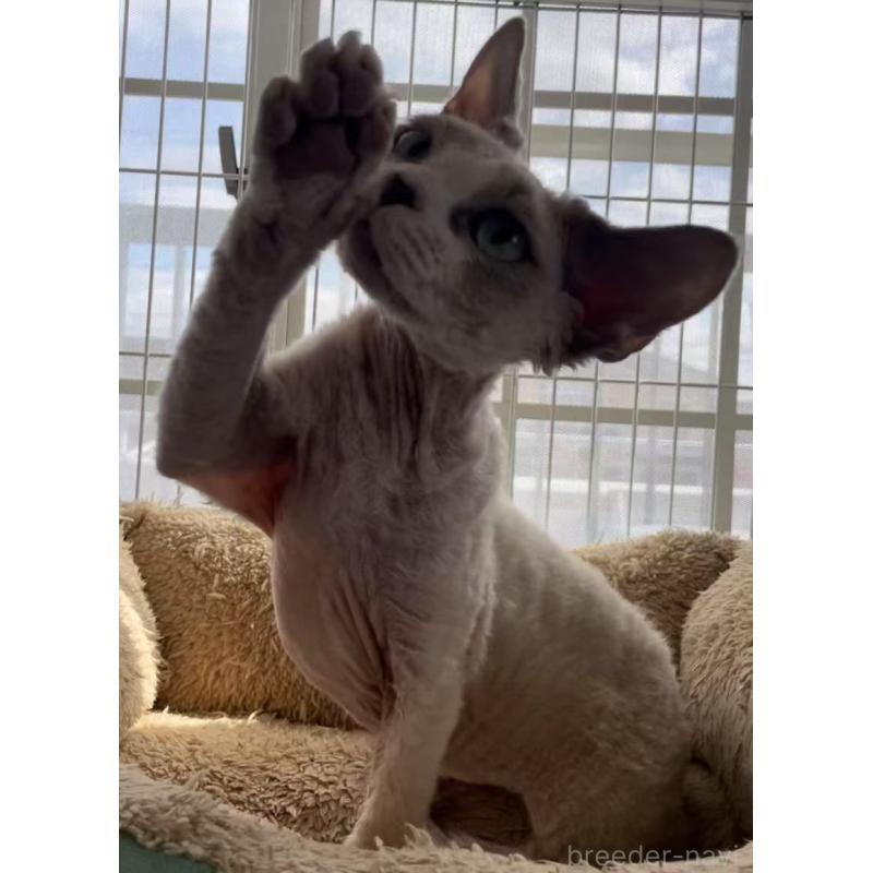 販売中の愛知県のデボンレックス-136165の3枚目