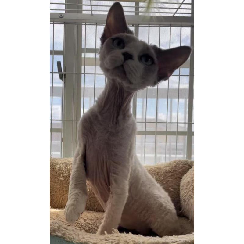 販売中の愛知県のデボンレックス-136165の2枚目