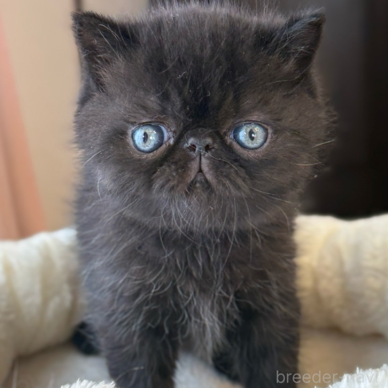 商談中の兵庫県のエキゾチックショートヘア-136162の1枚目