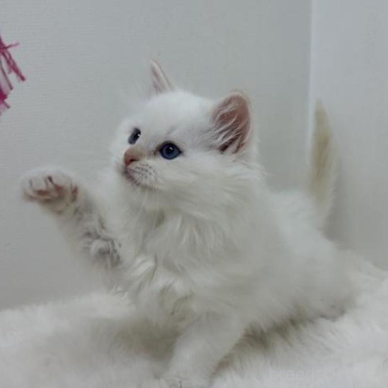 販売中の神奈川県のサイベリアン-136164の5枚目