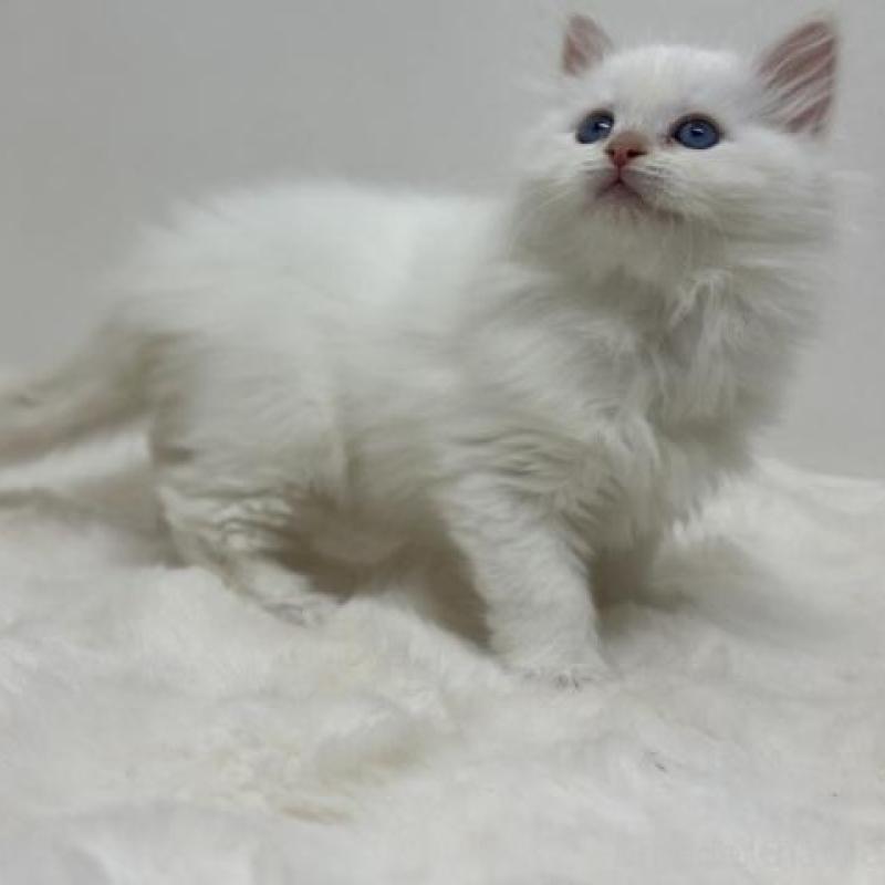 販売中の神奈川県のサイベリアン-136164の4枚目