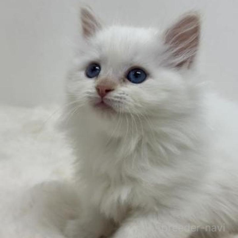 販売中の神奈川県のサイベリアン-136164の3枚目