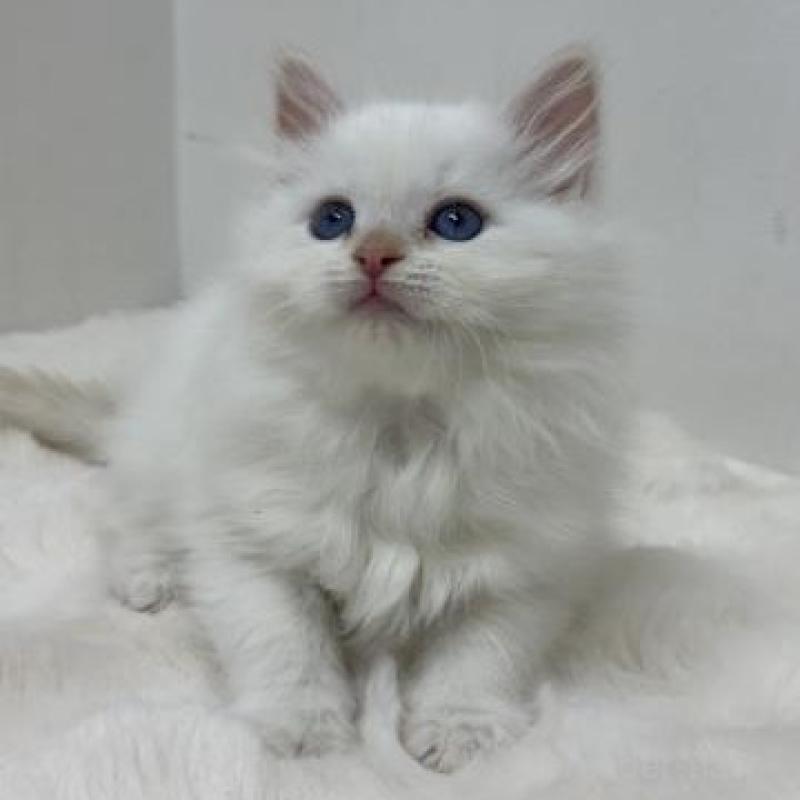 販売中の神奈川県のサイベリアン-136164の2枚目