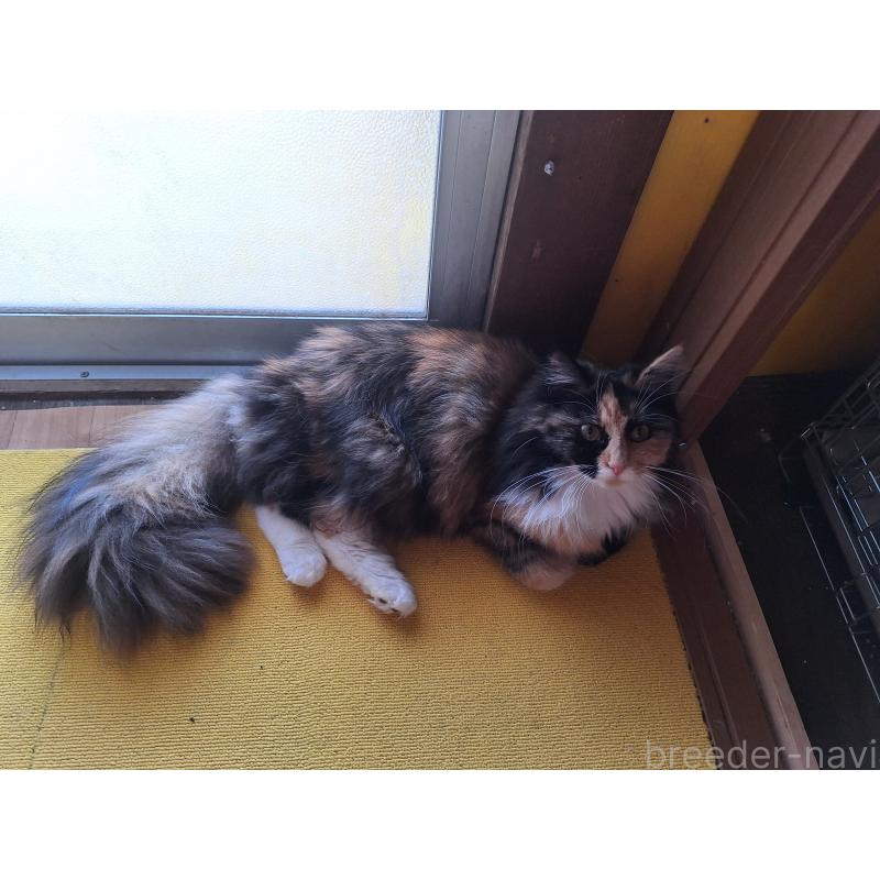 販売中の京都府のメインクーン-120394の6枚目