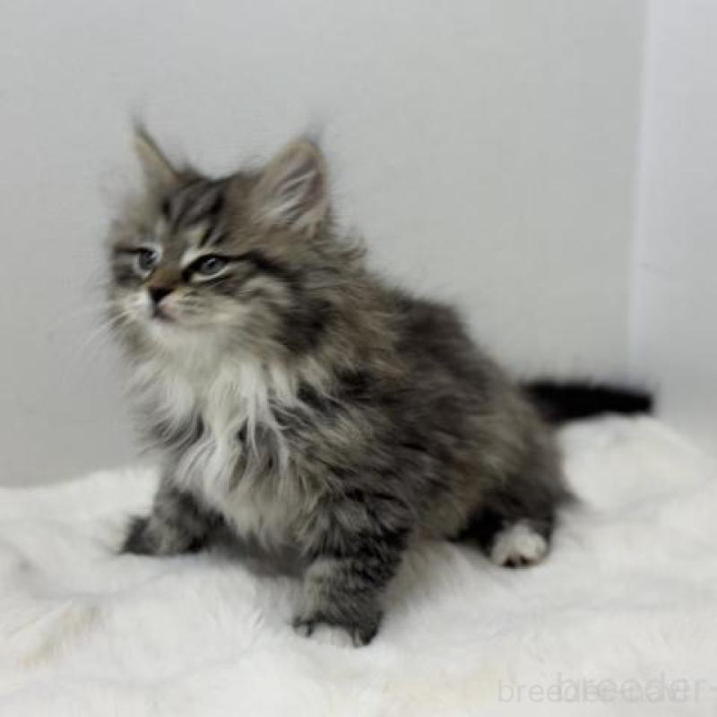 販売中の神奈川県のサイベリアン-136166の5枚目