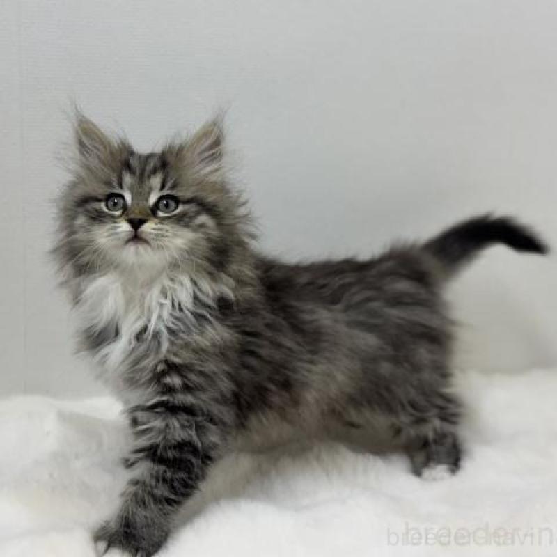 販売中の神奈川県のサイベリアン-136166の4枚目