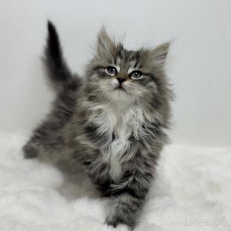 販売中の神奈川県のサイベリアン-136166の3枚目