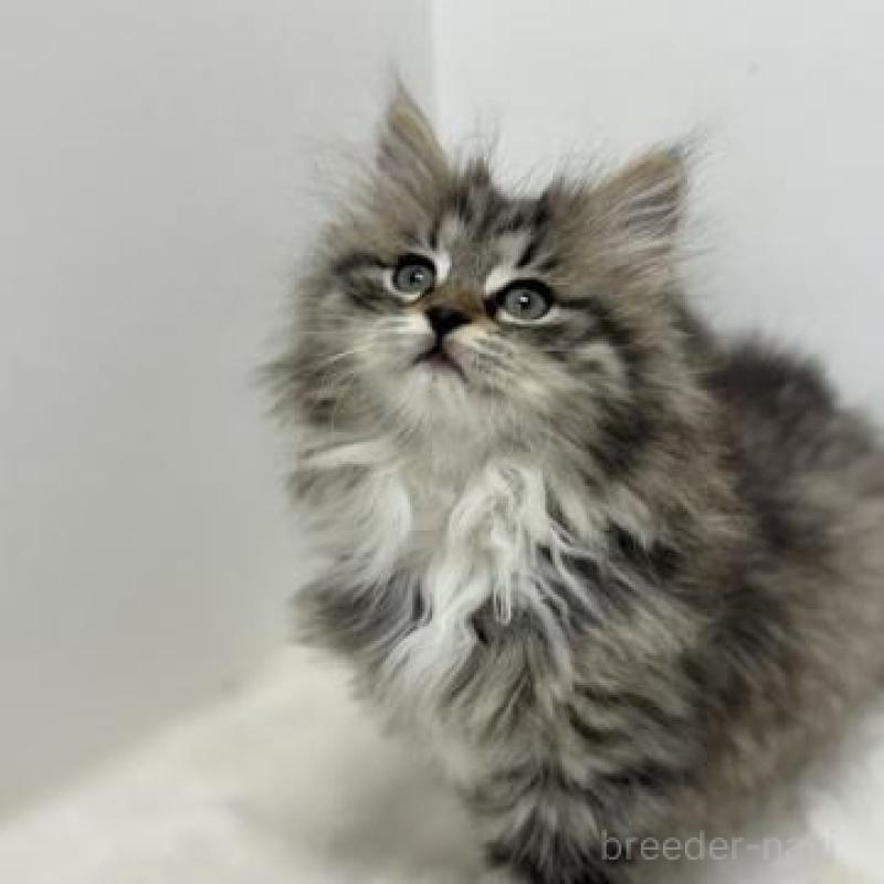 販売中の神奈川県のサイベリアン-136166の2枚目