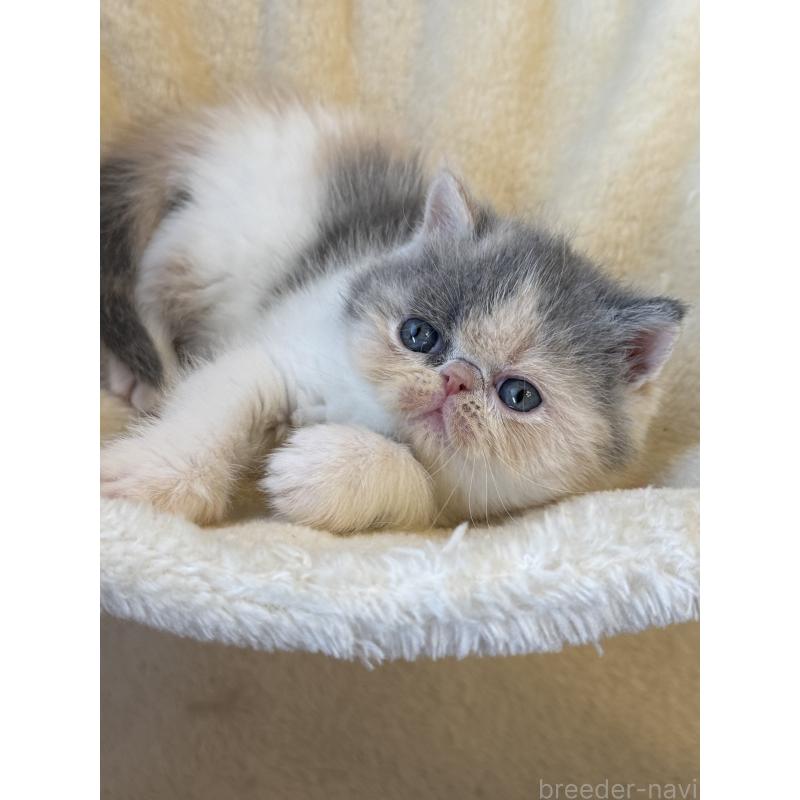 販売中の兵庫県のエキゾチックショートヘア-136160の5枚目