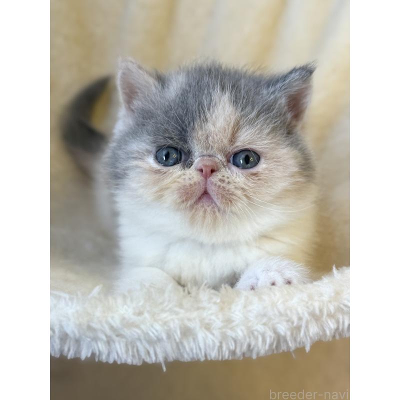 販売中の兵庫県のエキゾチックショートヘア-136160の4枚目