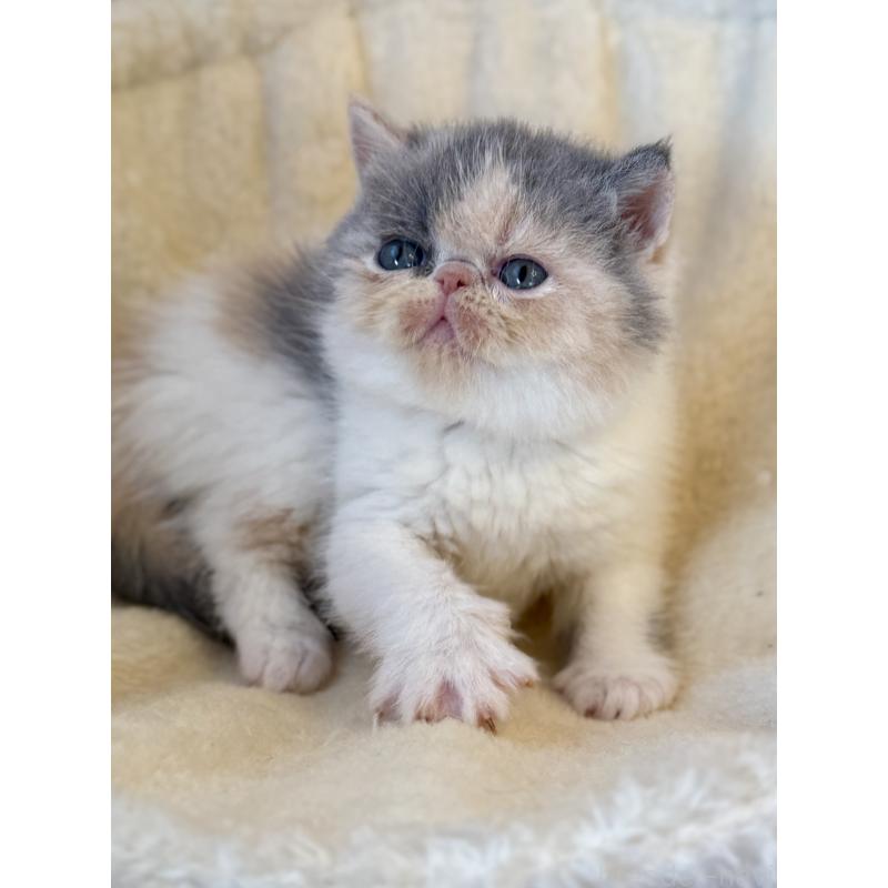 販売中の兵庫県のエキゾチックショートヘア-136160の3枚目