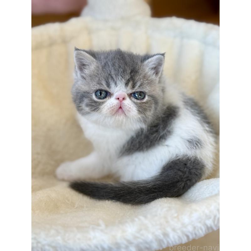 販売中の兵庫県のエキゾチックショートヘア-136161の6枚目