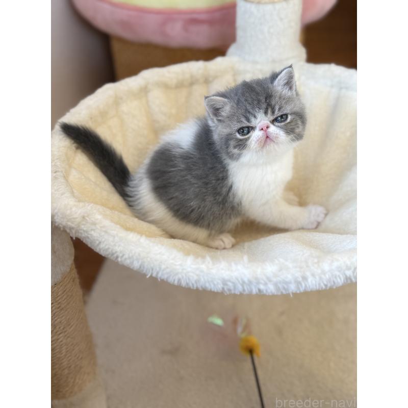 販売中の兵庫県のエキゾチックショートヘア-136161の4枚目