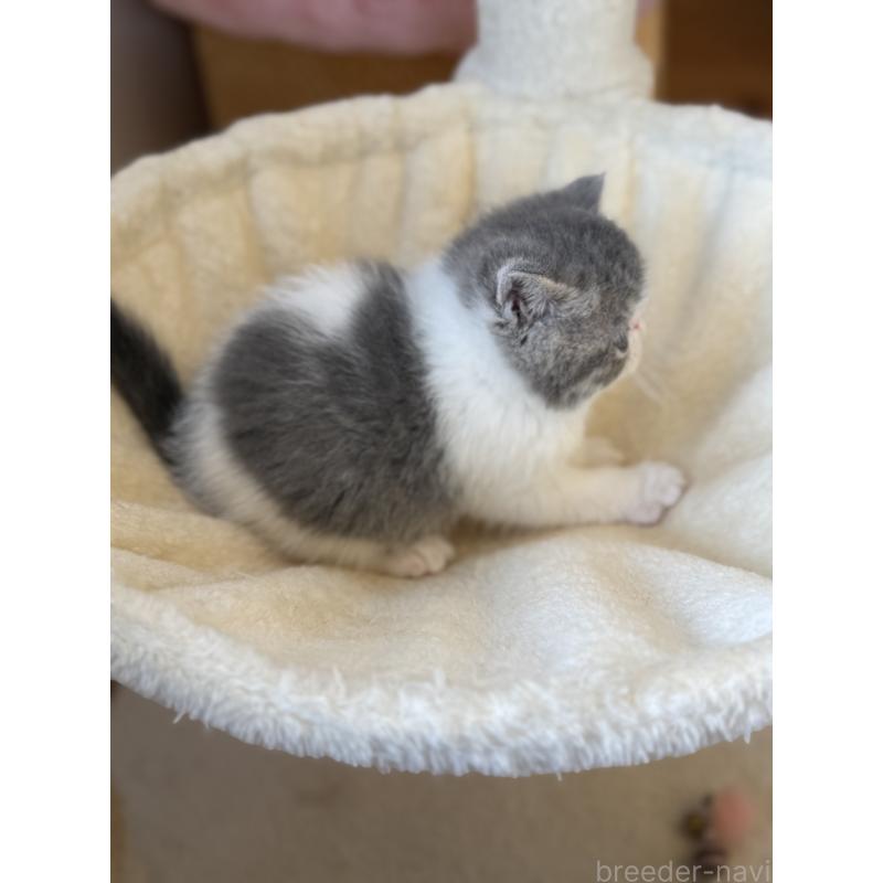 販売中の兵庫県のエキゾチックショートヘア-136161の3枚目