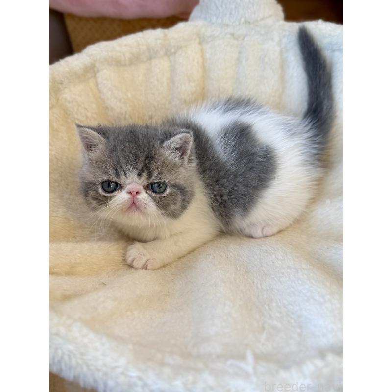 販売中の兵庫県のエキゾチックショートヘア-136161の2枚目