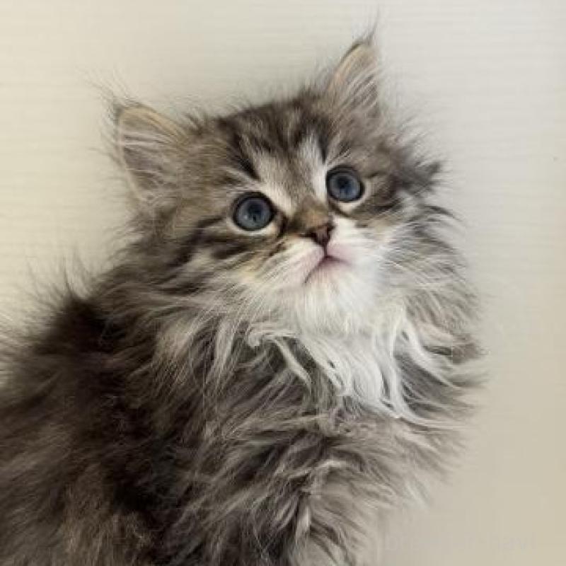 販売中の神奈川県のサイベリアン-136168