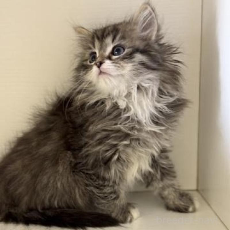 販売中の神奈川県のサイベリアン-136168の4枚目