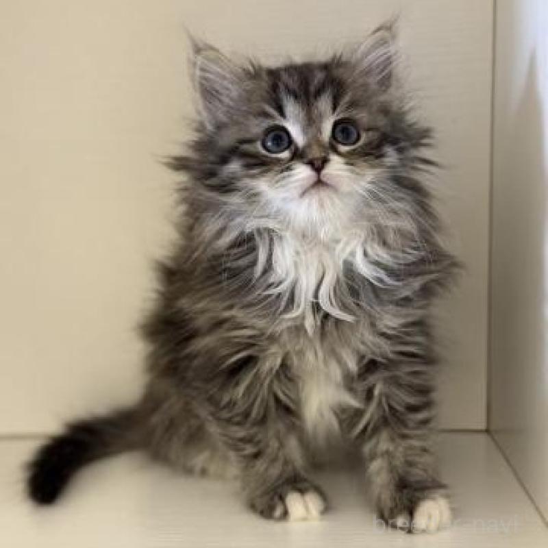 販売中の神奈川県のサイベリアン-136168の3枚目