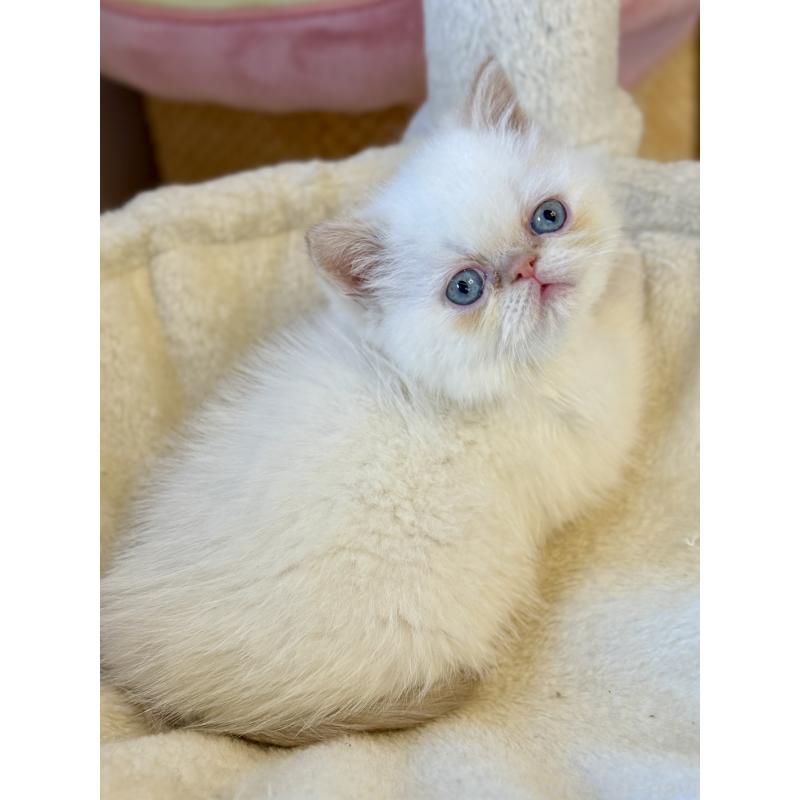 販売中の兵庫県のエキゾチックショートヘア-136157の6枚目