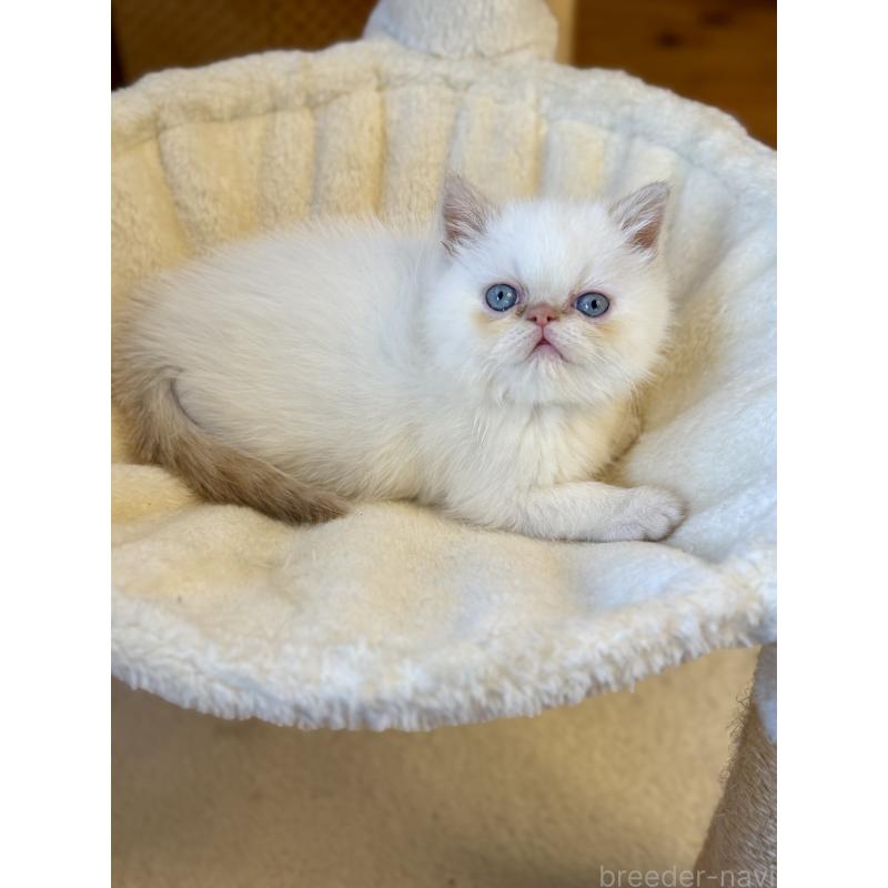 販売中の兵庫県のエキゾチックショートヘア-136157の5枚目