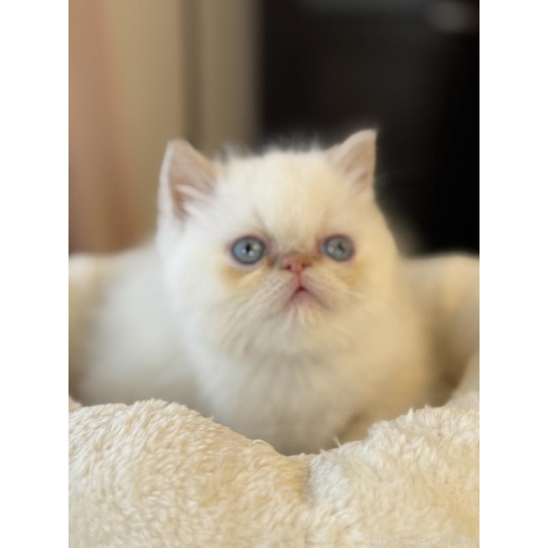 販売中の兵庫県のエキゾチックショートヘア-136157の3枚目