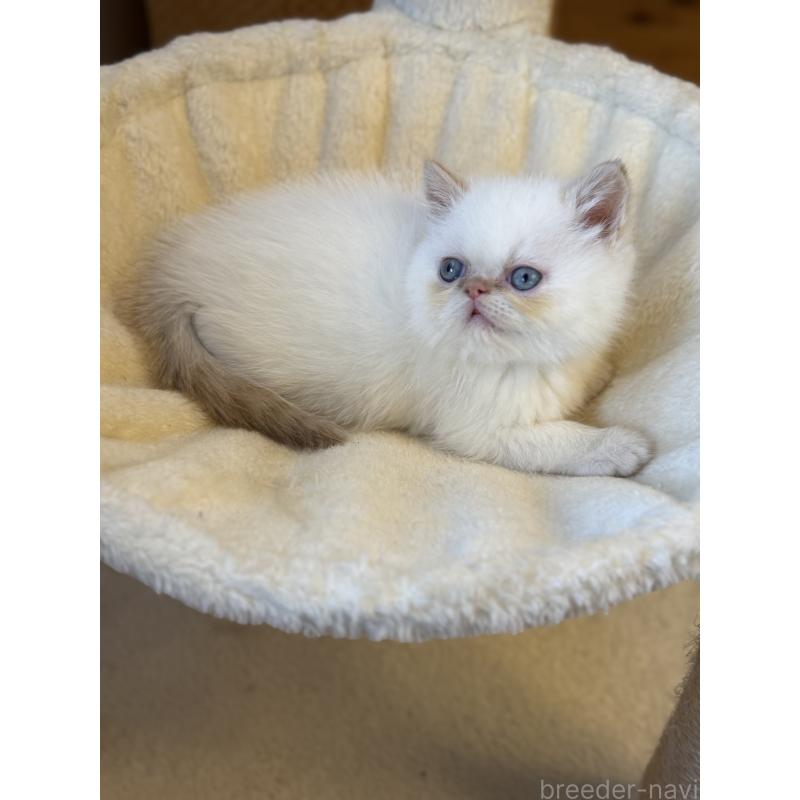 販売中の兵庫県のエキゾチックショートヘア-136157の2枚目